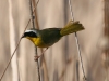 warbler-common-yellow-throat-no3-carlsbad-4-15-06