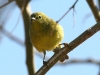 warbler-orange-crowned-gwp-03-21-06
