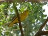warbler-yellow-gwp-5-5-06