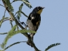 warbler-yellow-rmp-audubon-no2-4-11-06