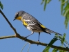 warbler-yellow-rumped-audubon-gwp-4-11-06