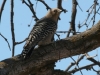 woodpecker-gila-csp-02-04-06
