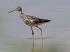 yellow-legs-greater-gwp-aug-2006