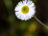 _MG_4413