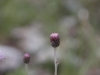 _MG_0519 2