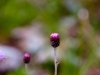 _MG_0519