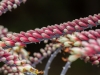 Spring-20