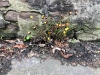 Ireland-37