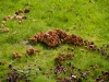 Scotland-55