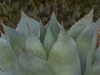 Spring-12