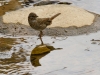 SpringBoyceThompson-3