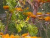 _MG_5346