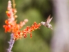 _MG_5354