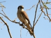 american-kestral-02-03-06