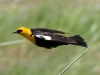 blackbird-yellow-headed-no2-pinetop-5-25-06