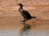 cormorant-double-crested-no1-gwp-04-03-06