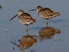 dowitcher-long-billed-no1-gwp-02-01-06