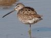 dowitcher-long-billed-no3-gwp-02-01-06