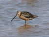 dowitcher-long-billed-no4-gwp-july-06