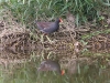 duck-common-moorhen-no1-rio-solado-july-06