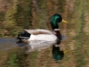 duck-mallard-carlsbad-4-15-06