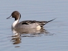 duck-pintail-no2-gwp-02-01-06