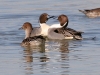 duck-pintail-no4-gwp-012506