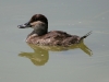 duck-ruddy-female-no2-gwp-04-13-06