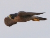 falcon-perigrine-no2-rio-solado-july-2006