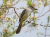 flycatcher-brown-crested-gwp-04-02-06