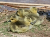 geese-baby-canadian-asu-biz-park-spring-2006