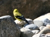 goldfinch-american-kelowna-2006