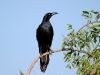 grackle-great-tailed-no2-gwp-04-29-06