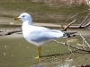 gull-ring-billed-no1-kelowna-5-13-06
