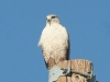hawk-ferruginous-no1-florence-az-02-04-06
