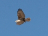 hawk-ferruginous-no2-florence-az-02-04-06