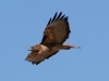 hawk-red-tailed-florence-az-02-04-06