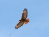 hawk-red-tailed-tucson-02-08-06