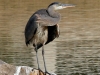 heron-great-blue-gila-springs-01-23-06