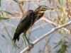 heron-green-no2-rio-salado-july-31-06