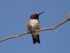 hummingbird-black-chinned-no2-gwp-04-02-06