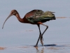 ibis-white-faced-gwp-aug-2006