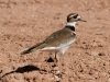 killdeer-gwp-02-01-06