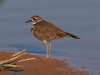 killdeer-gwp-02-11-06