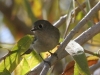 kinglet-ruby-crowned-no2-gwp-02-01-06