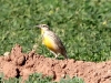 meadowlark-western-maricopa-farm-02-08-06