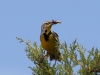 meadowlark-western-white-mnts-5-25-06