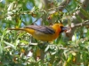 oriole-streak-backed-no2-gwp-04-02-06