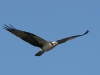 osprey-no2-kelowna-bc-5-12-06