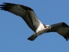 osprey-no2-kelowna-bc-5-12-06_0